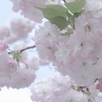 巢湖福瑞交流群